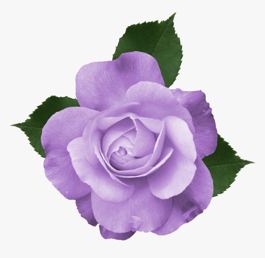 Transparent Lavender Bush Png Transparent Background Purple Flowers Png Png Download Transparent Png Image Pngitem