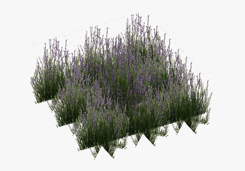 English-lavender - Lavandula Lanata, HD Png Download