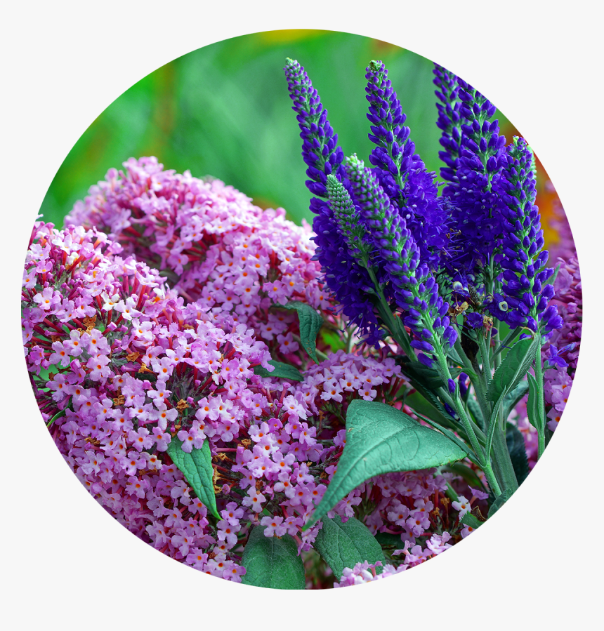Perennials - Buddleia - Buddleia, HD Png Download
