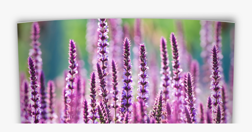 Oklahoma Perennial Flower Guide - Perennial Flowers, HD Png Download