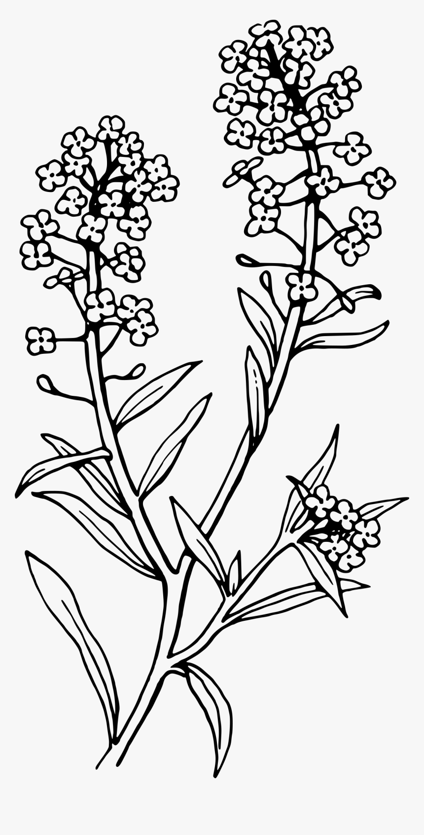Collection Of High - Lavender Clipart Black And White, HD Png Download