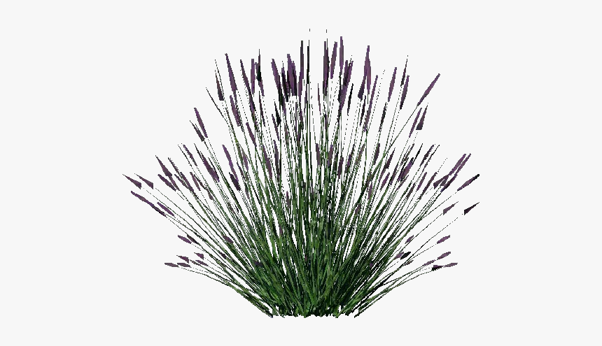 3d Bushes - Lavanda - Acca Software - Lavender Plant Png, Transparent Png
