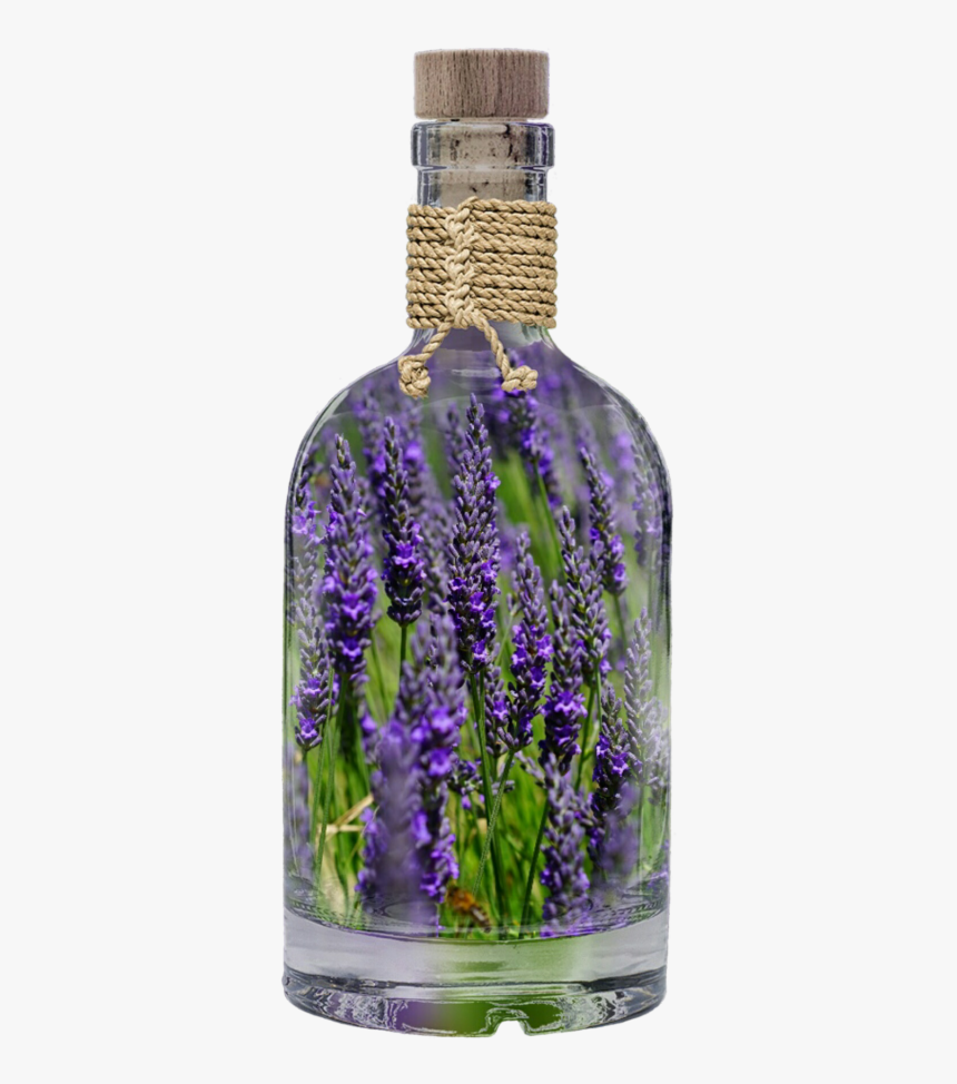 Lavender Plant Based Oils - Using Lavender, HD Png Download