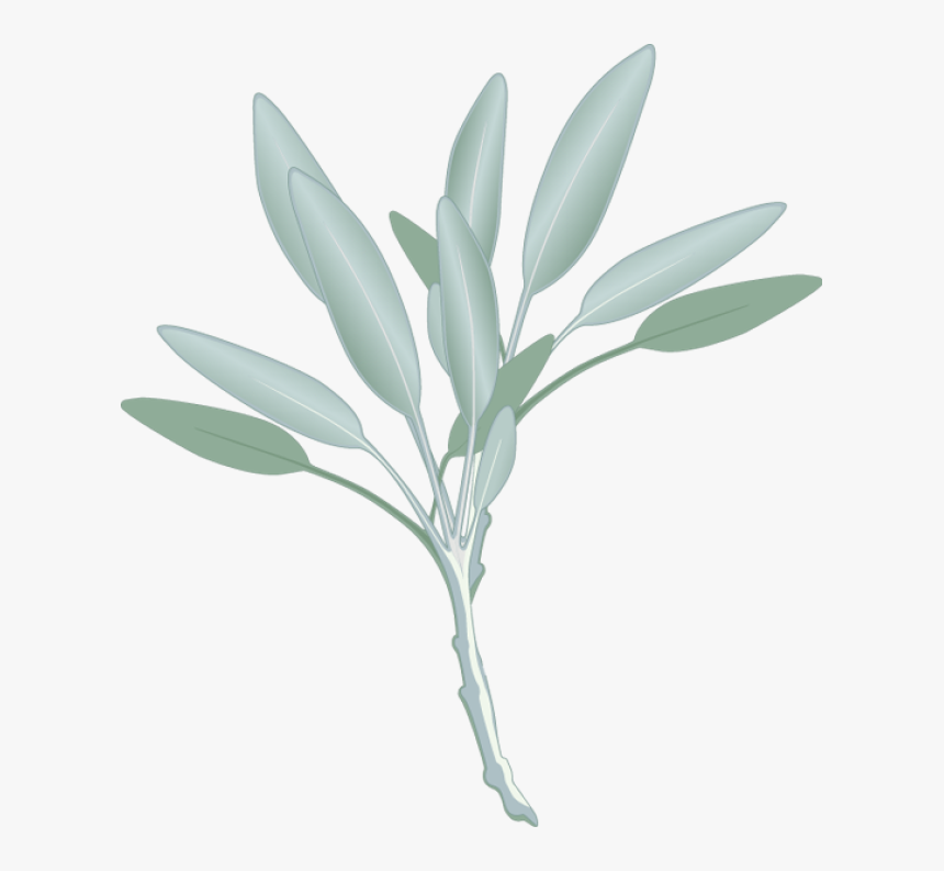 Graphic Design Pinterest Herbs - Sage Leaf Clip Art, HD Png Download