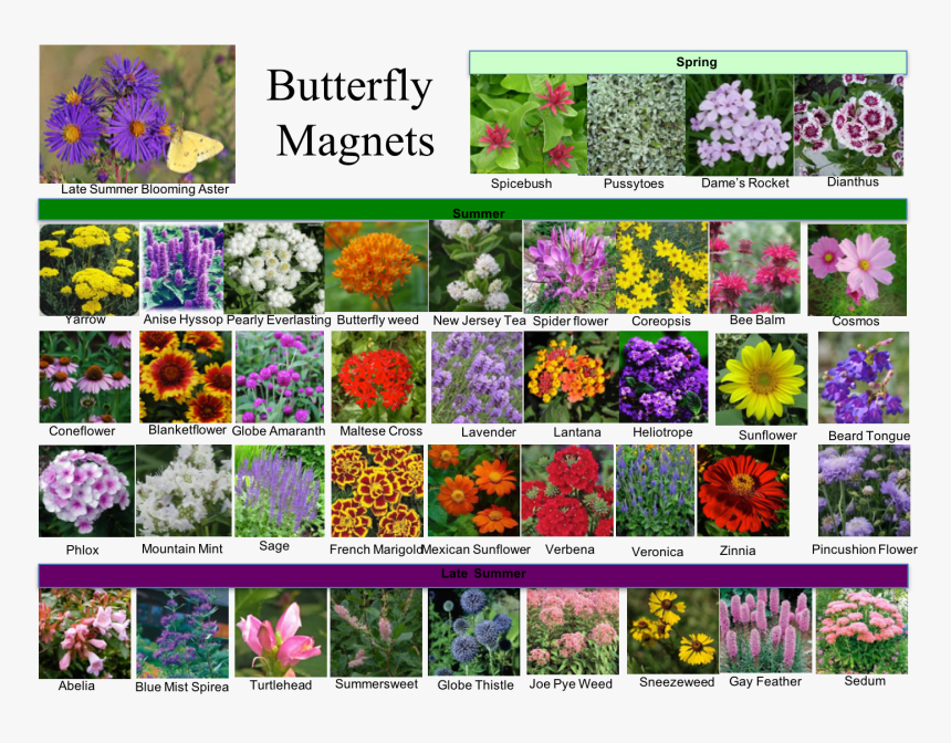 Viola, HD Png Download