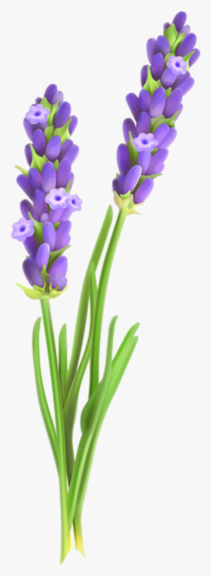Transparent Lavender Sprig Clipart - Lavender Plant Clip Art, HD Png