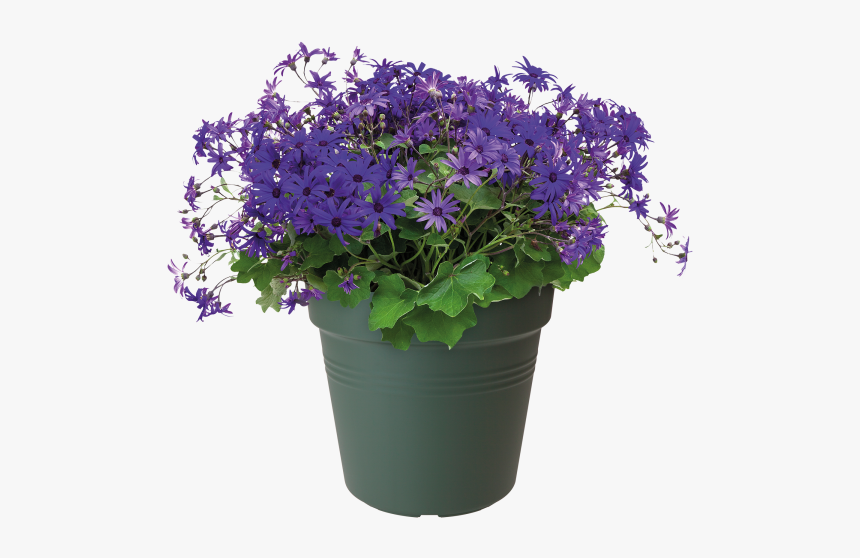 Flowerpot, HD Png Download