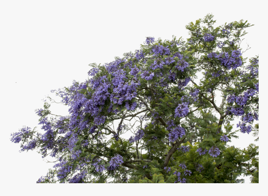 #mq #purple #flower #flowers #bush - Wisteria, HD Png Download