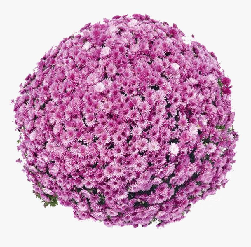 Belgian Mums® Pomona Violet - Pomona Violet Mum, HD Png Download