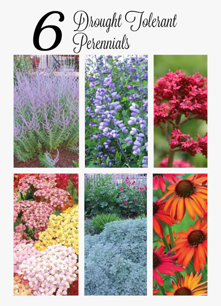 Drought Tolerant Perennials - Plants For Hot Dry Conditions, HD Png Download