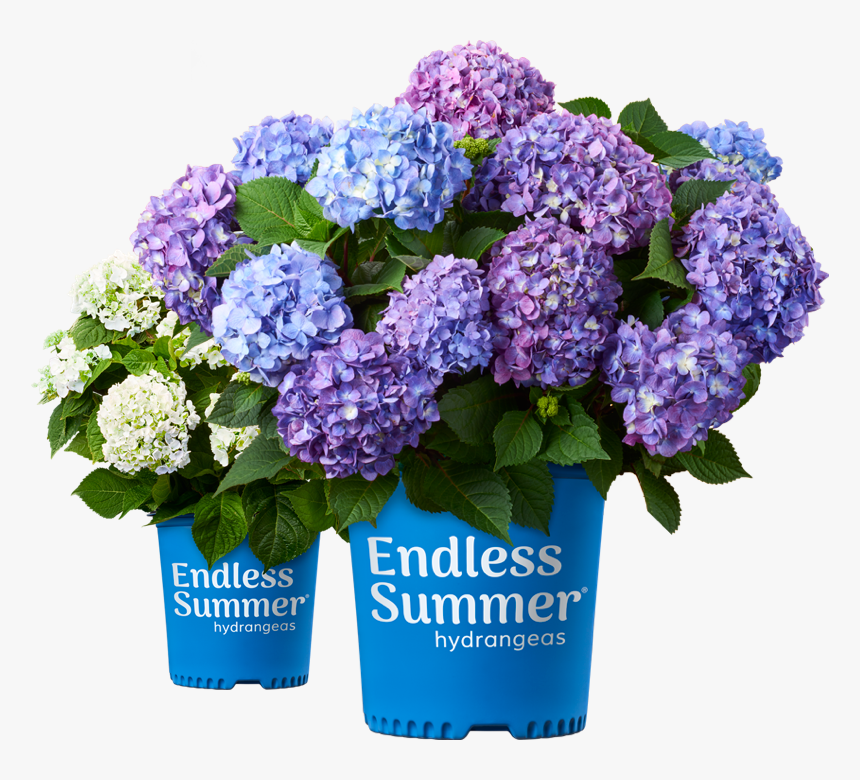 Endless Summer Hydrangea, HD Png Download