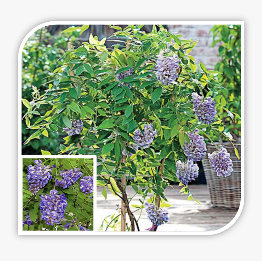 Picture - Wisteria, HD Png Download