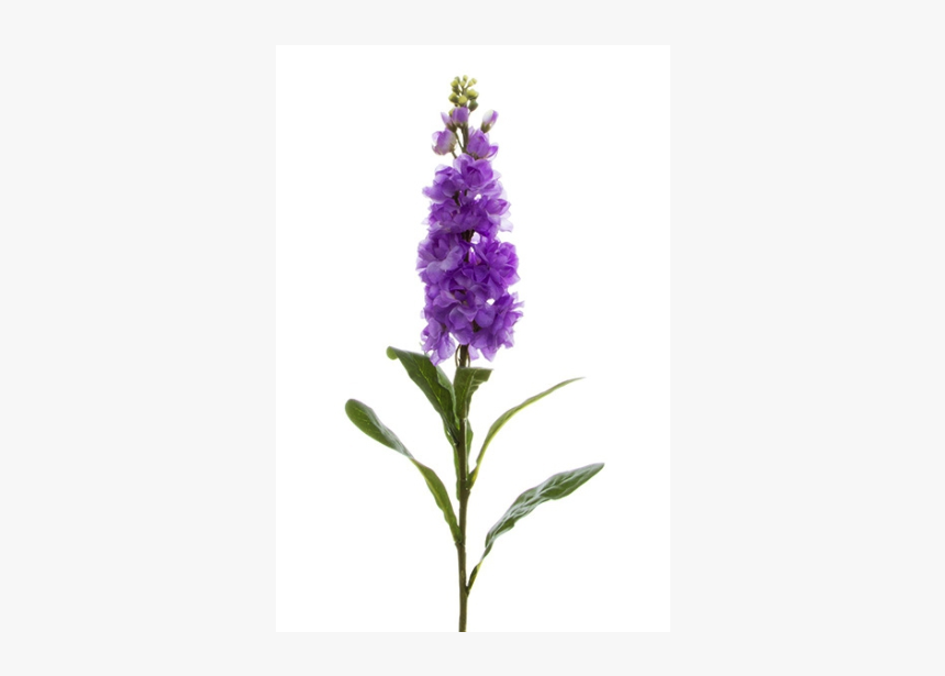 Fernleaf Lavender, HD Png Download