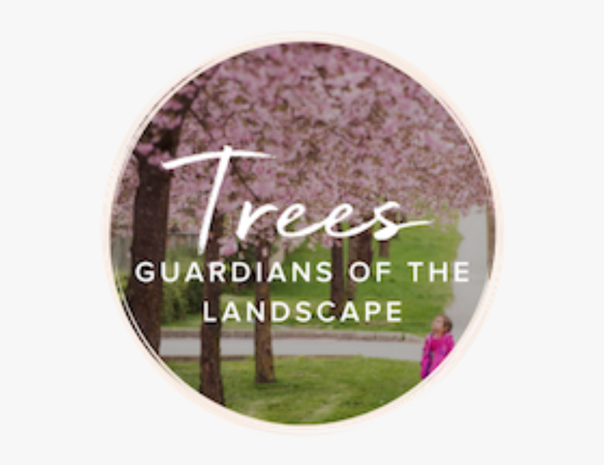 Trees Along Path - スーパー エイト Dvd ラベル, HD Png Download