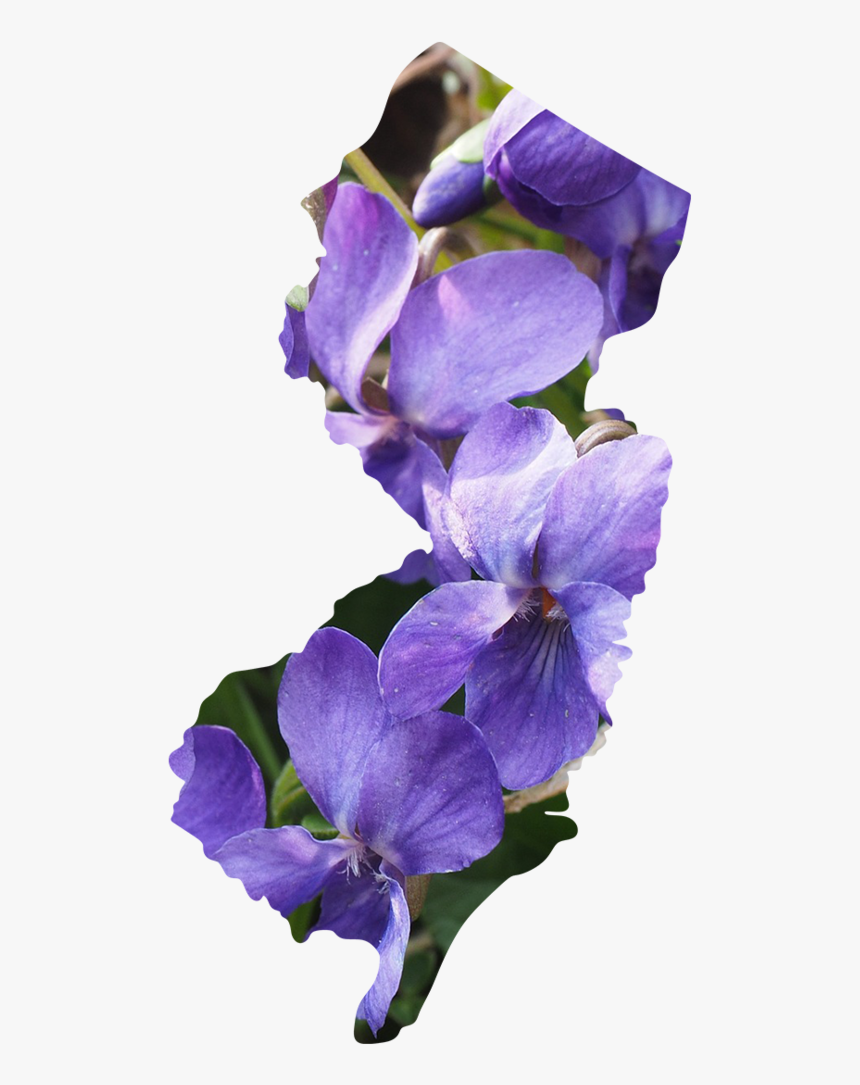 New Jersey - Duranta, HD Png Download