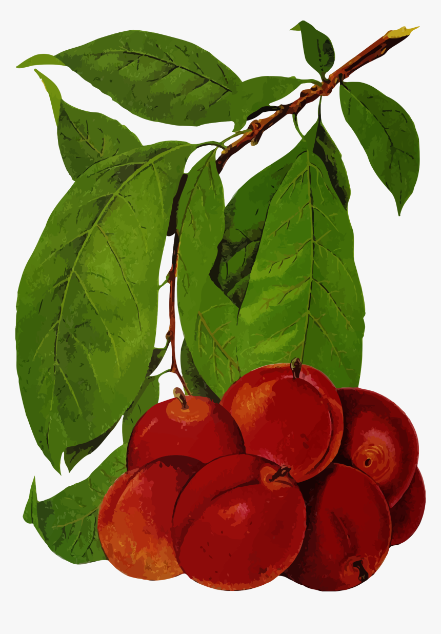 Plums 2 Clip Arts - European Plum, HD Png Download