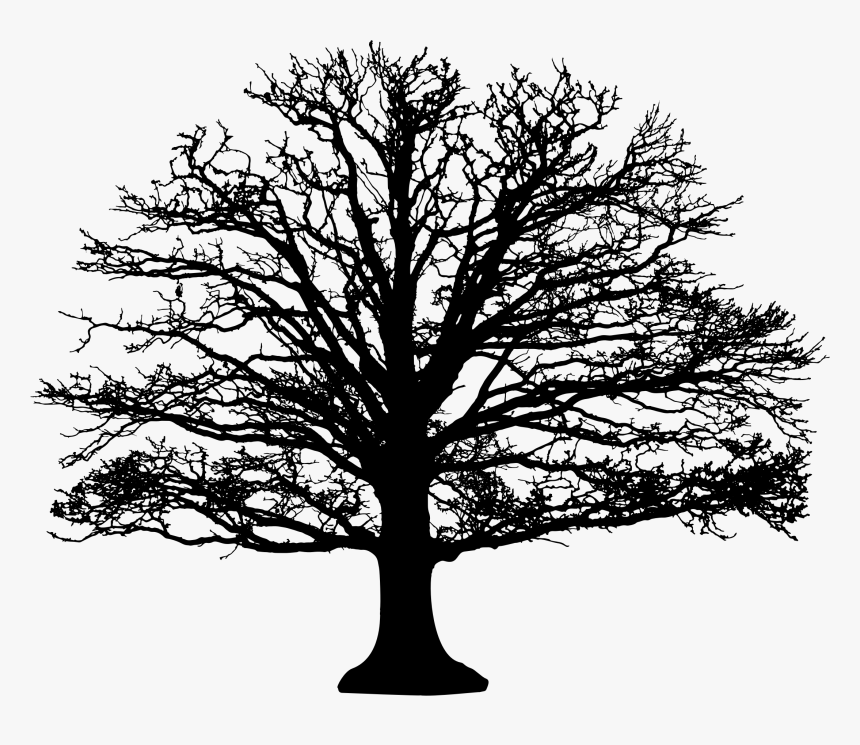 Leafless Tree Silhouette Clip Arts - Leafless Oak Tree Silhouette, HD Png Download