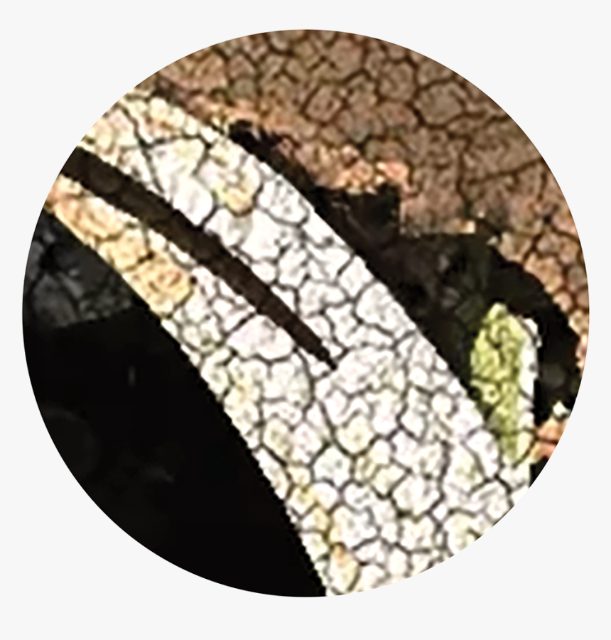 Circle, HD Png Download