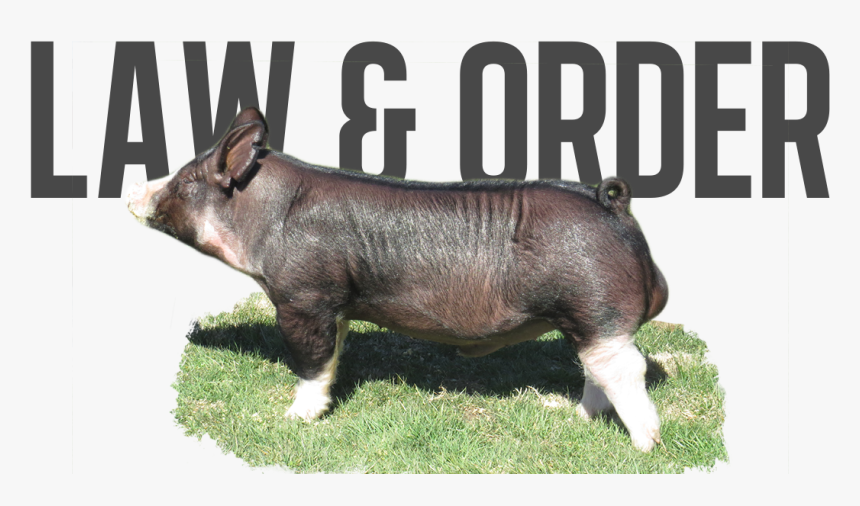Domestic Pig, HD Png Download