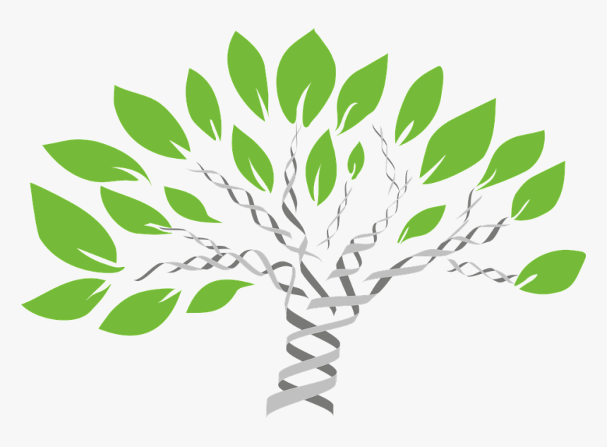 Gene Tree, Tree Of Life, Evolution, Comparative Biology - Family Dna, HD Png Download