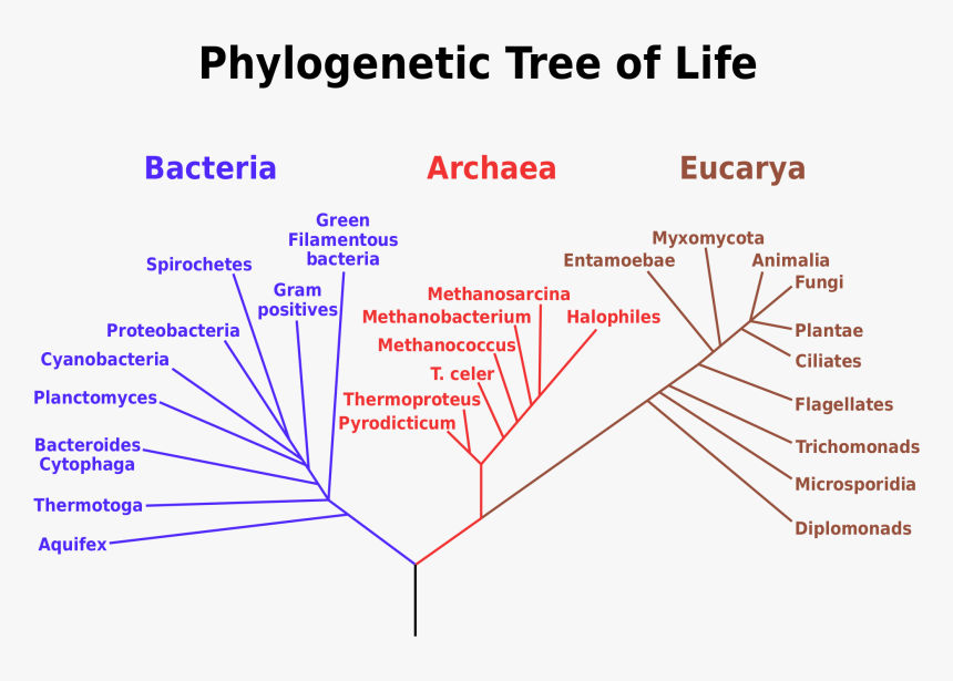 Transparent Tree Of Life Vector Png - Phylogenetic Tree, Png Download
