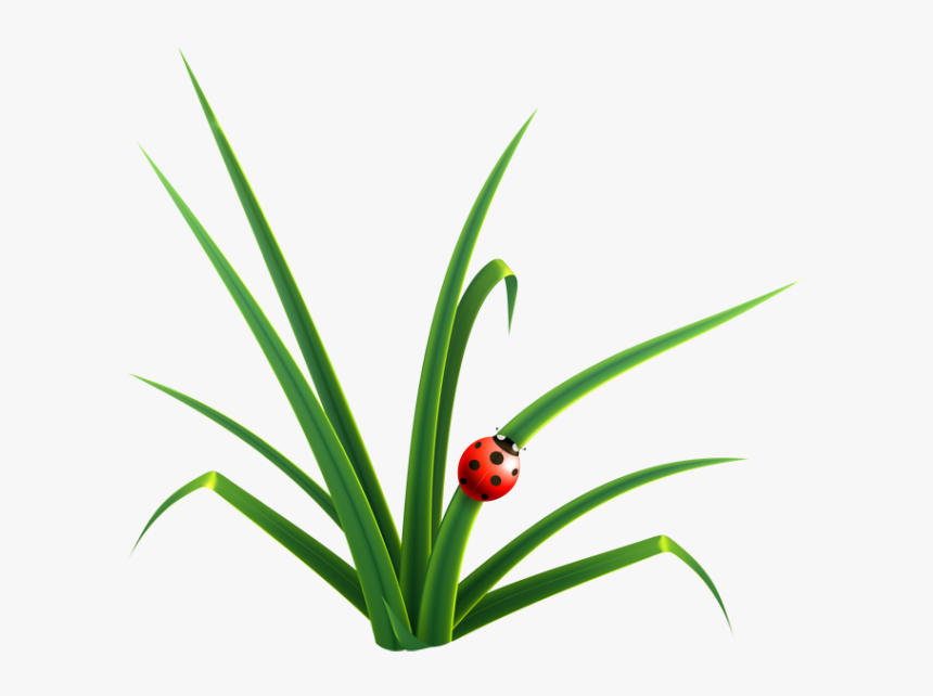 Web Design Development Homemade Cards Grass Drawing, - Grasses & Leaves Clipart, HD Png Download