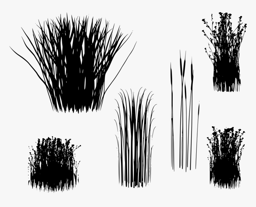 Transparent Background Long Grass Png, Png Download