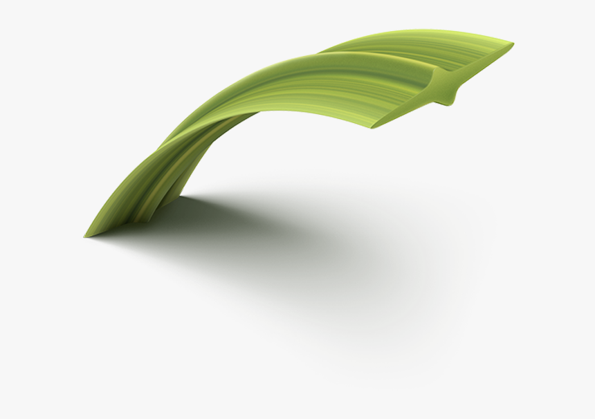 Hierochloe, HD Png Download