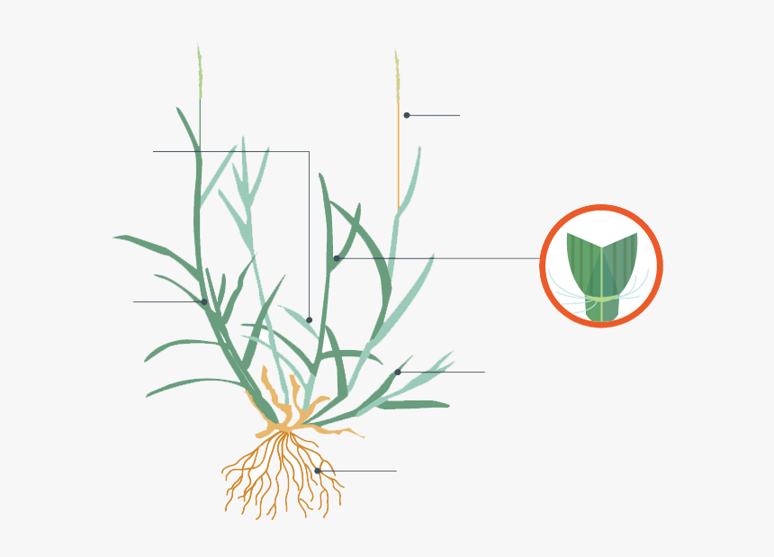 Zoysia Grass Characteristics, HD Png Download , Transparent Png Image