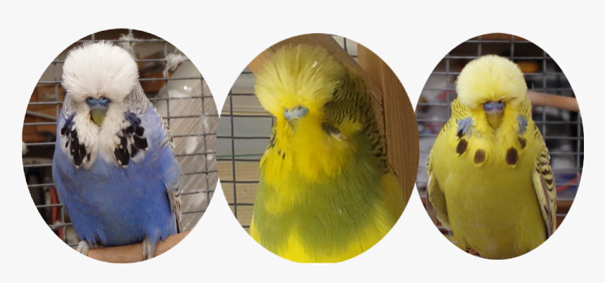 Budgie, HD Png Download