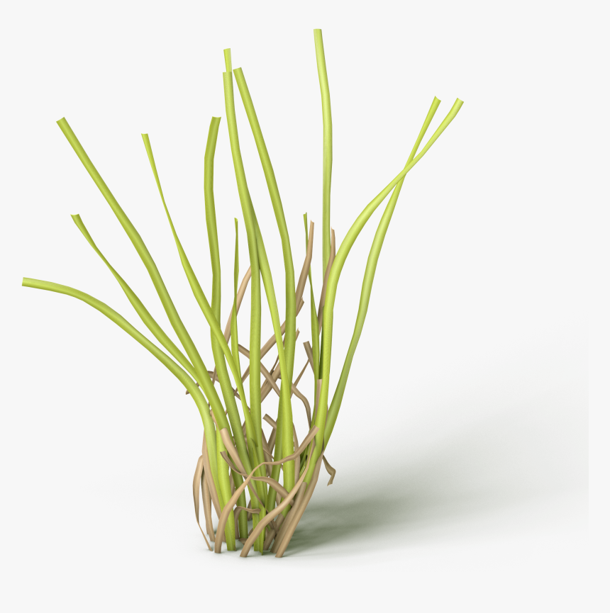 Grass, HD Png Download