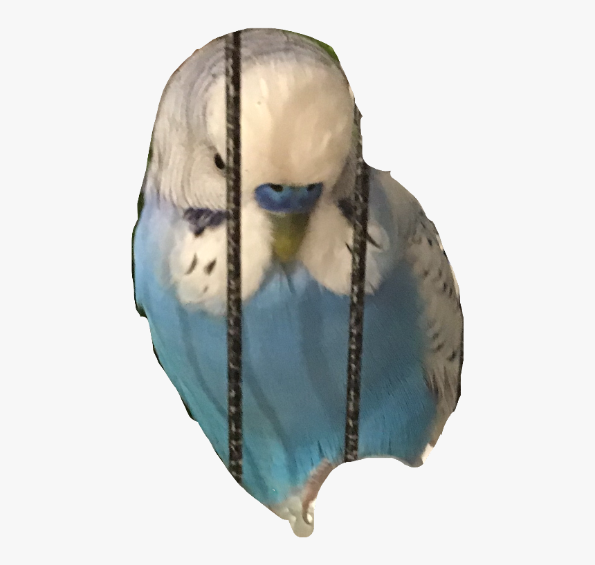Budgie Freetoedit - Budgie, HD Png Download