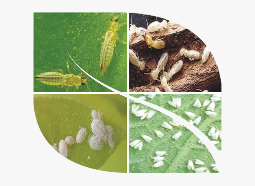 Leafhopper, HD Png Download