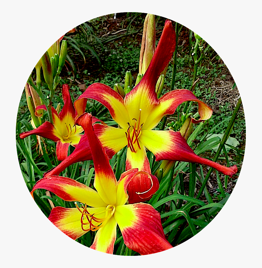 Wookie Png, Transparent Png