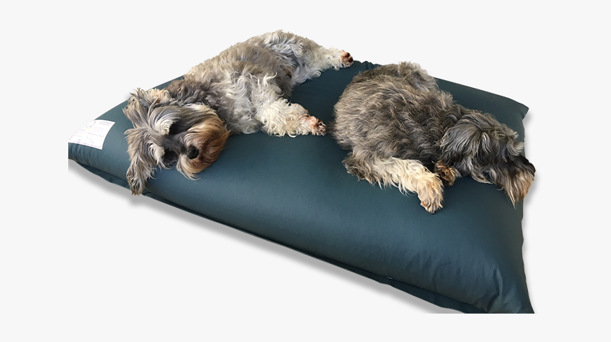Dog-bed - Png Pet Bed, Transparent Png