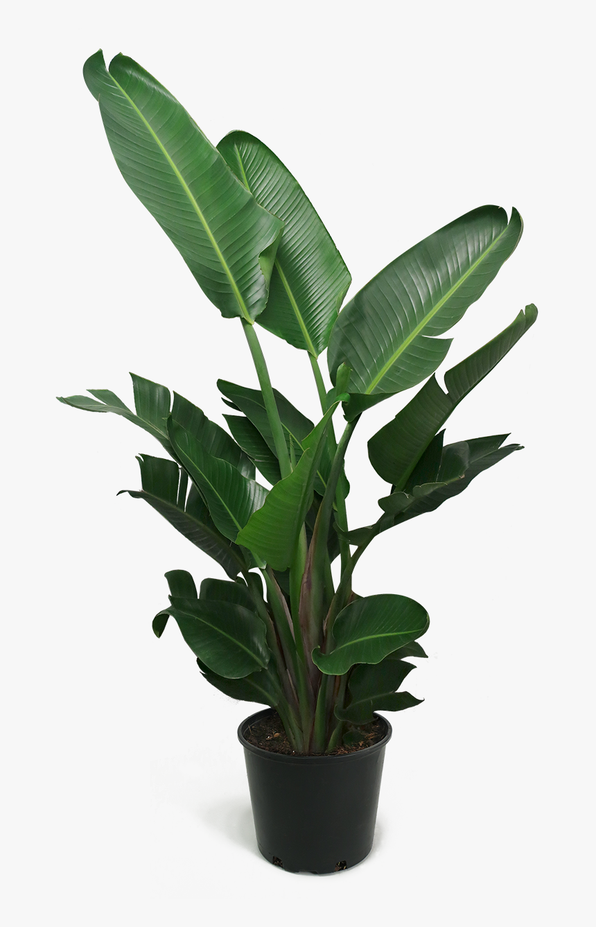 Plant.png, Transparent Png