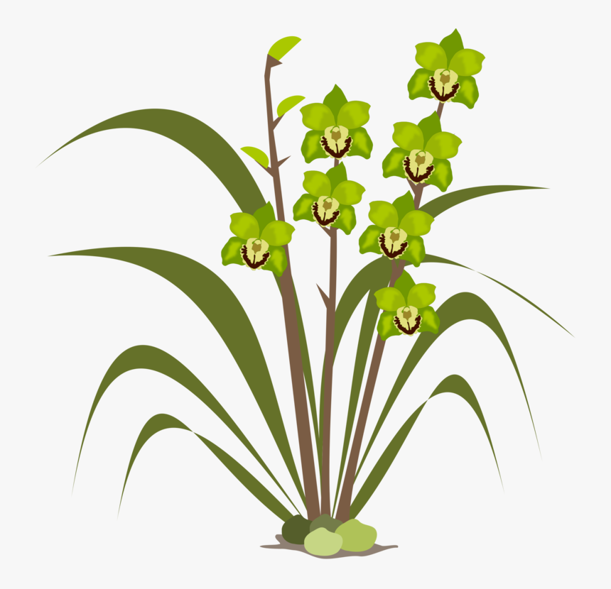 Plant,flora,leaf - Orchids, HD Png Download