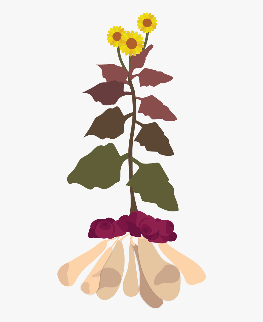 Yacon Plant Illustration - Smallanthus Sonchifolius Yacon, HD Png Download