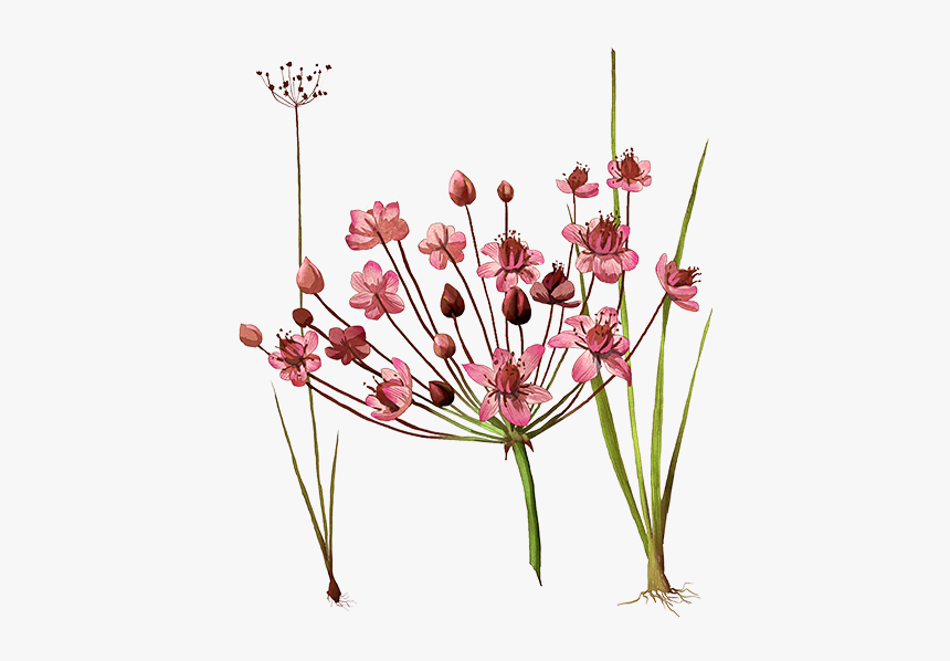 Illustration, HD Png Download