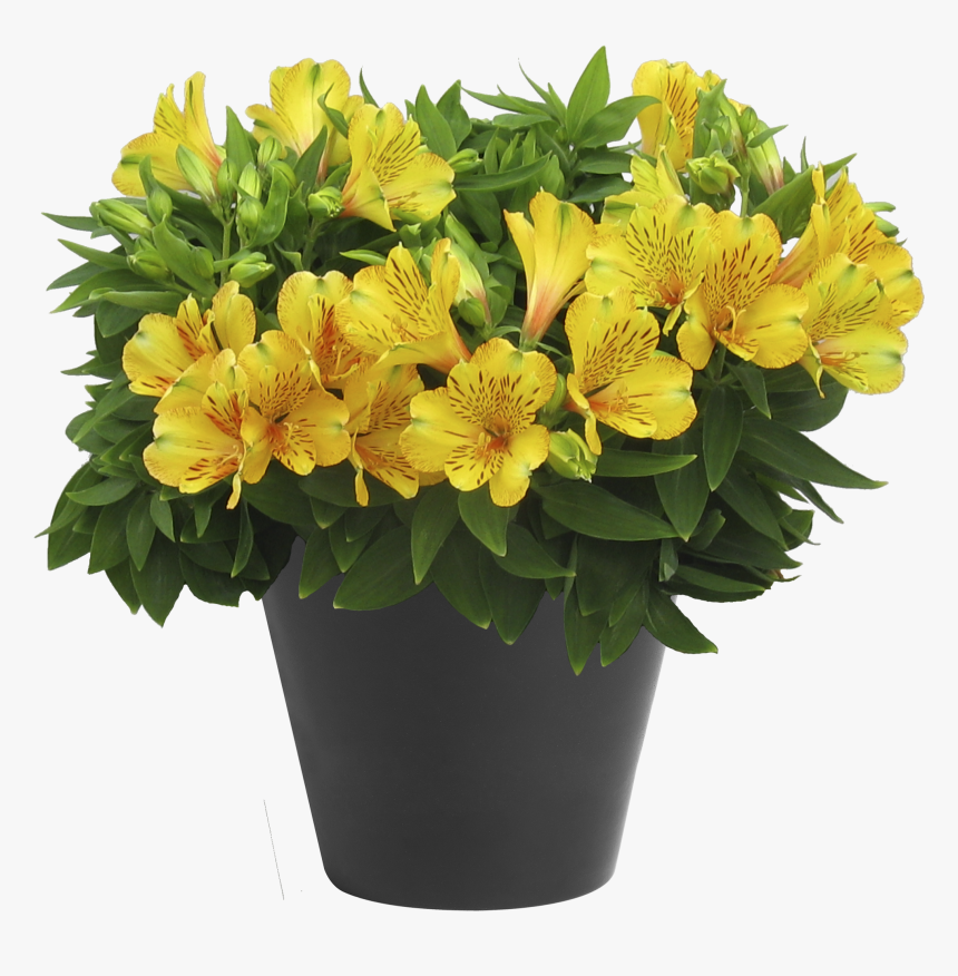 Alstroemeria Inca Gold Rush ® - Peruvian Lily, HD Png Download