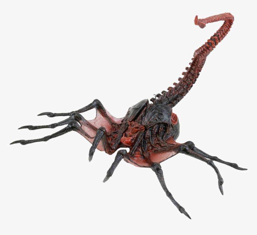 Insect, HD Png Download