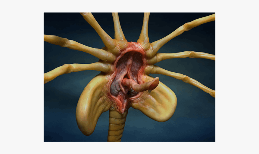 Facehugger Aliens, HD Png Download