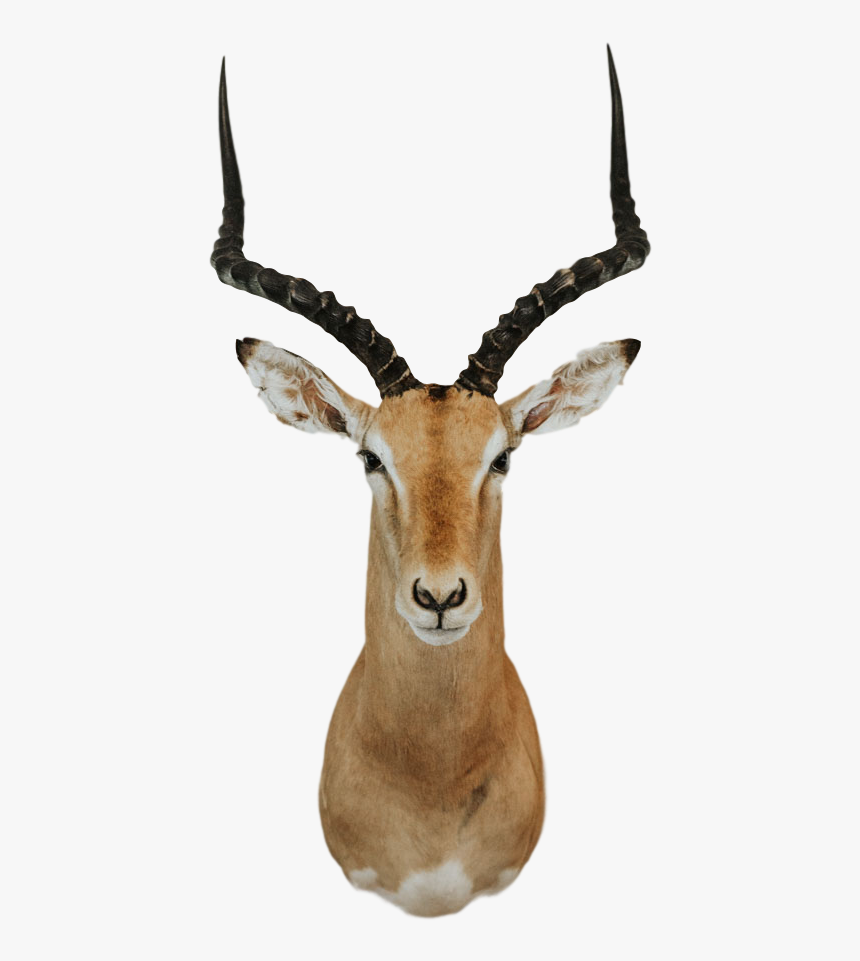 Impala Trophy - Impala, HD Png Download