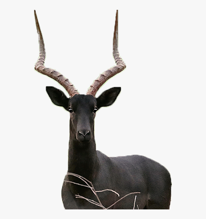 Kudu, HD Png Download
