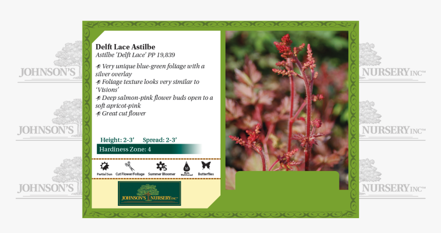 Delft Lace Astilbe Benchcard - Plant Stella D Oro Daylily, HD Png Download