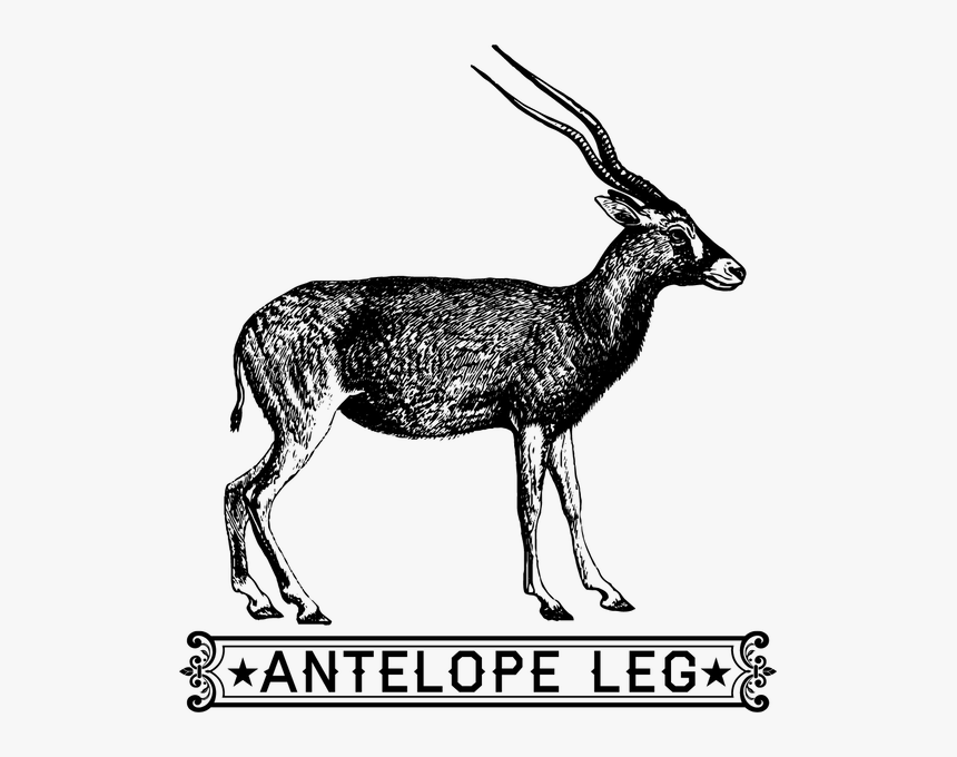 Transparent Gazelle Clipart - Clip Art, HD Png Download