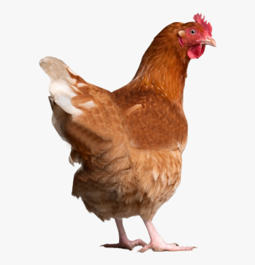 Chicken Back Side Png - Chicken Jpg, Transparent Png