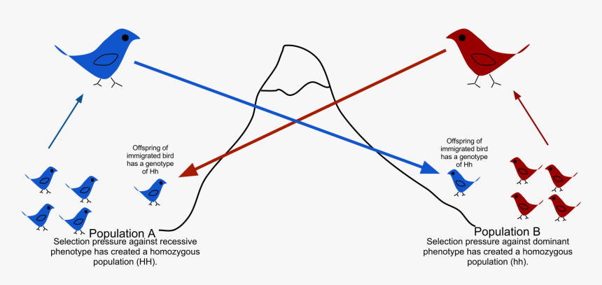 Gene Flow Final - Gene Flow In Birds, HD Png Download