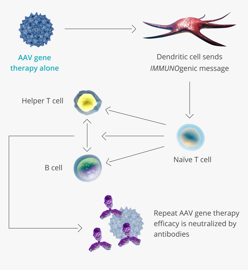 Diagram, HD Png Download