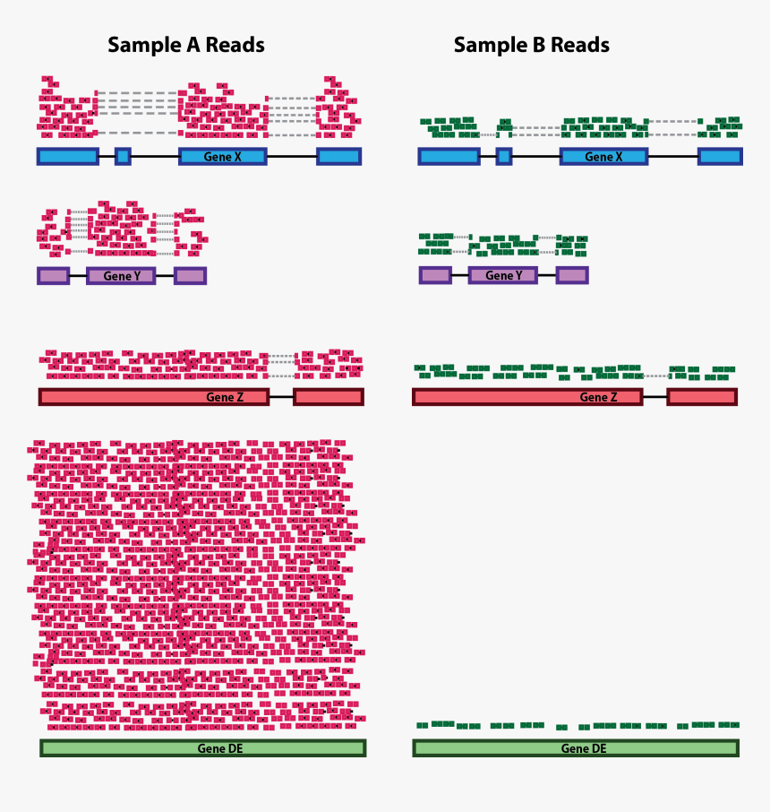Deseq Normalization, HD Png Download